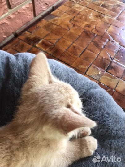 Розовый котик