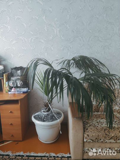 Пальма