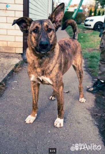 Собака в добрые руки