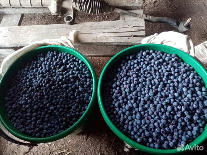 Продам голубицу