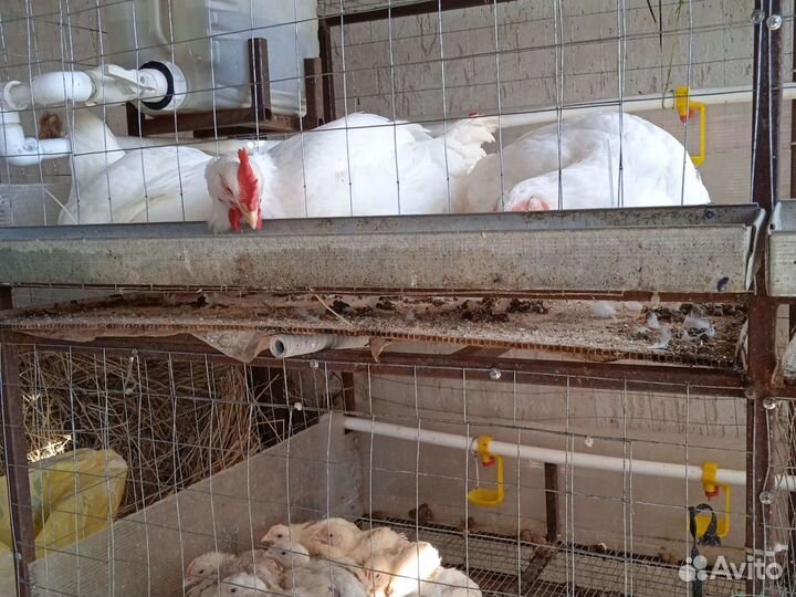 Домашний бройлер под заказ