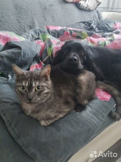 Русский Кокер спаниель на вязку