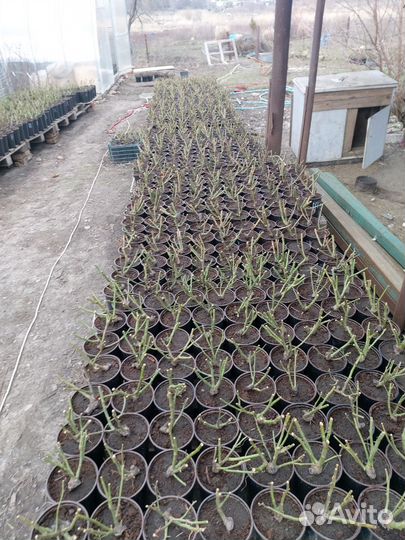 Роза на горшке