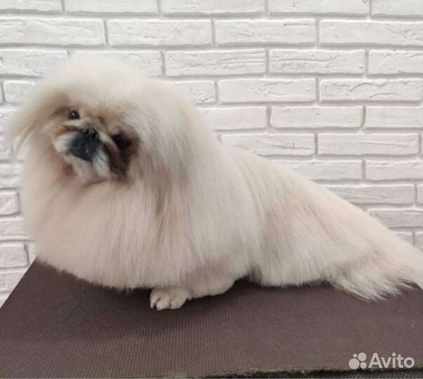 Стрижка, тримминг, экспресс линька