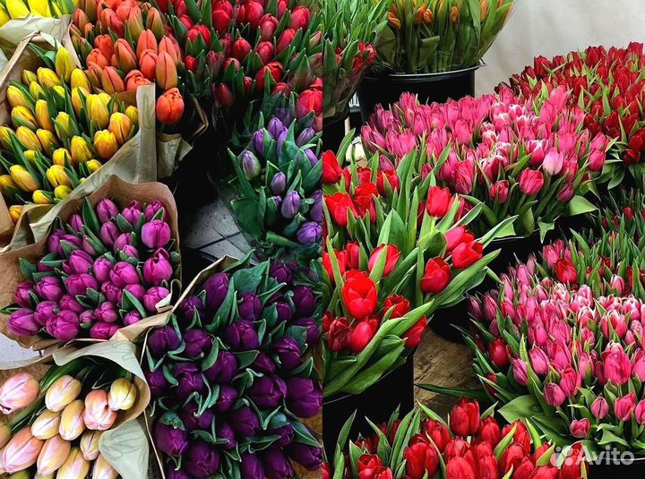Тюльпаны оптом в наличии