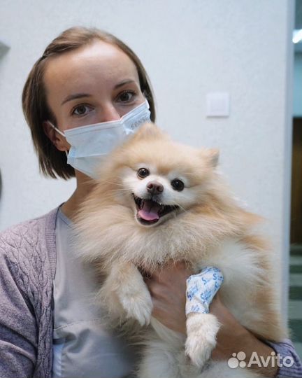 Ветеринарный врач Ветеринарная помощь на дому