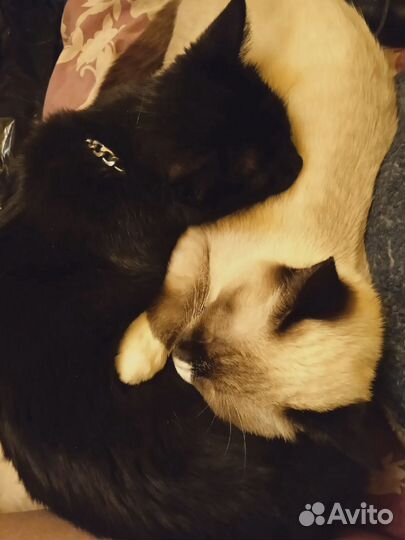 Отдам в добрые руки в связи смертью хозяйки