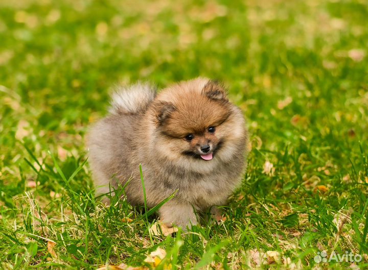 Щенок шпица