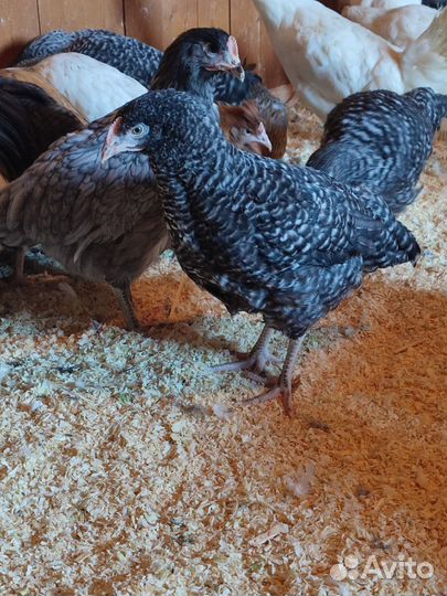 Курица молодка