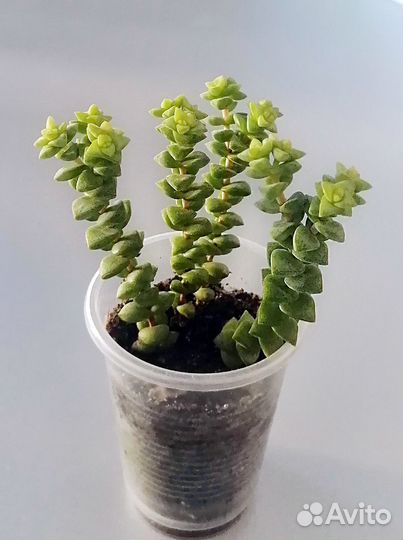 Крассула Tom Thumb. Суккулент