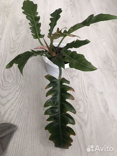 Филодендрон