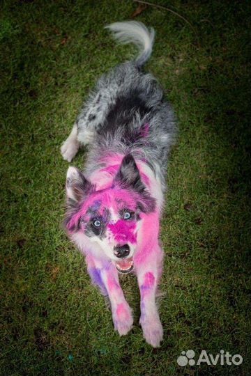 Краски Холи