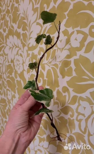 Плющ канарский