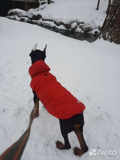 Курточка для собак