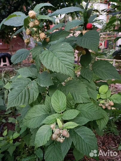 Саженцы ремонтантной малины и малинового дерева