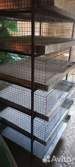 Клетки для перепелов