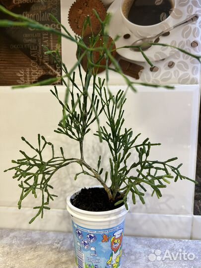 Комнатные цветы