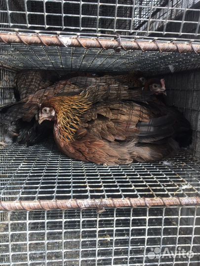 Куры,молодки