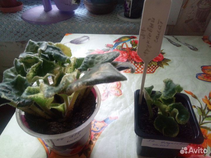 Цветущие фиалки