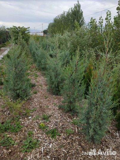 Декоративные растения