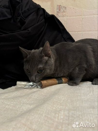 2 котенка мальчика