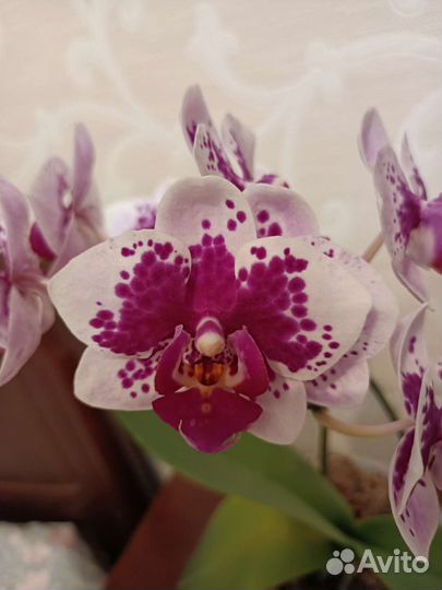 Орхидея фаленопсис