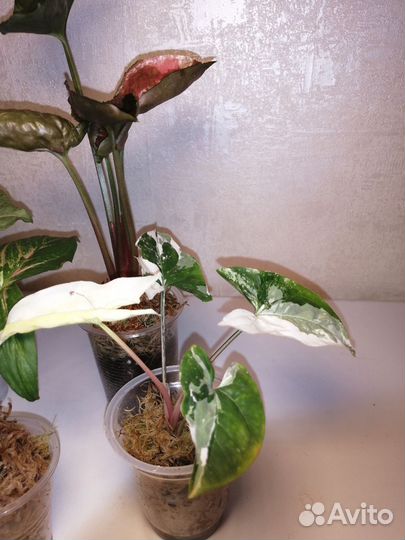 Сингониумы набором 6 сортов