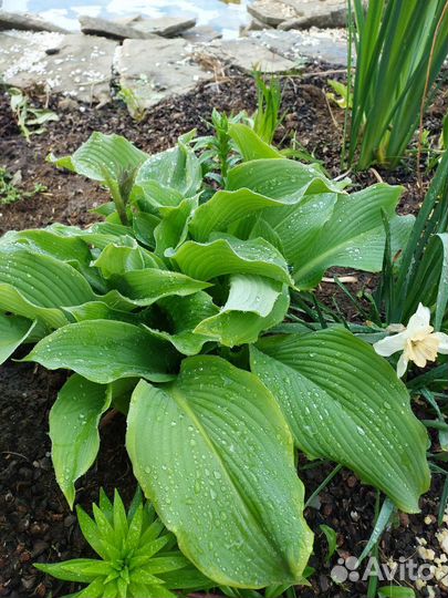 Хоста растение