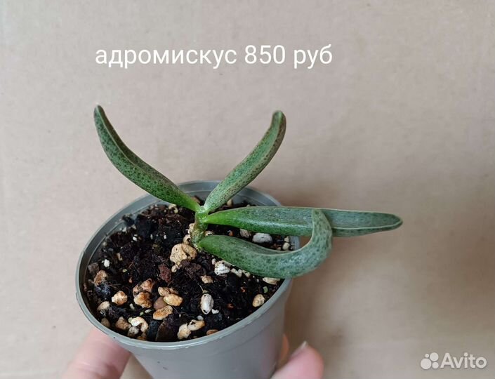 Хавортия адромискус кактус