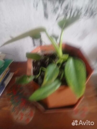 Толстянка.Филодендрон. Гипиаструм