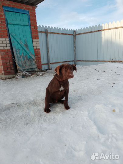 Кабель пойнтер