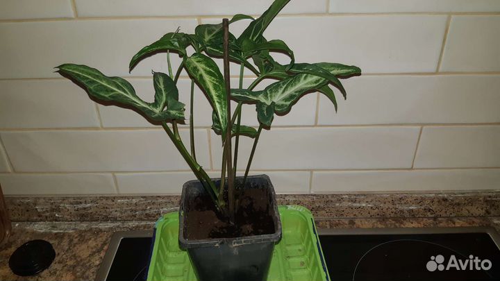 Сингониум остролистный