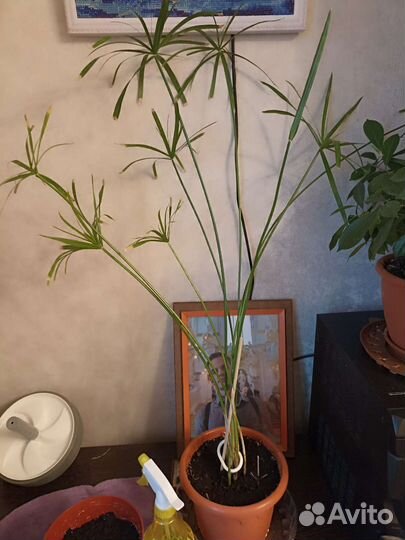 Циперус (взрослое растение)