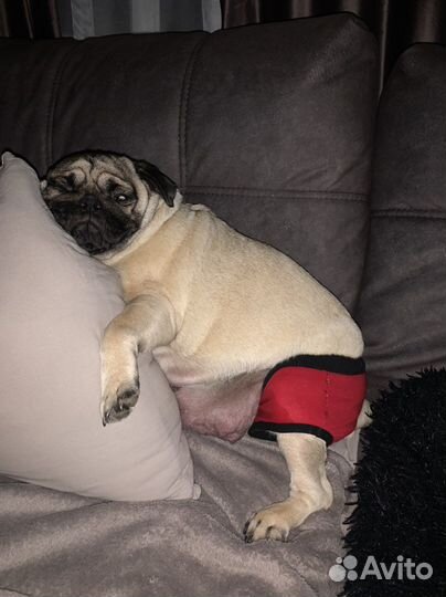 Мопсики щенки