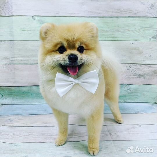 Шпиц мальчик ищет девочку на вязку