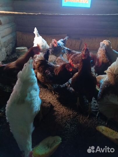 Молодые петухи