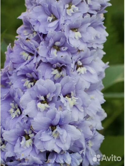 Дельфиниум новозеландский