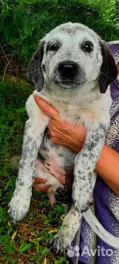 Щенок-девочка в добрые руки