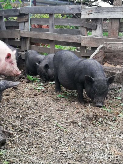 Вьетнамские вислобрюхие поросята