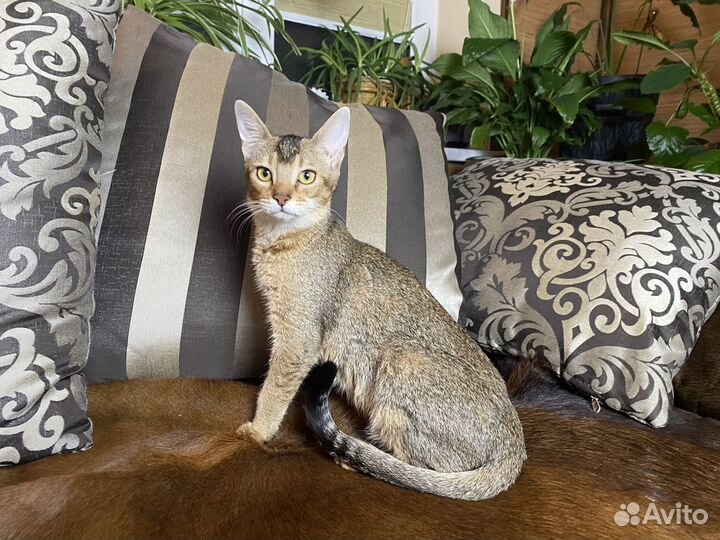 Чаузи Котик Афиноген