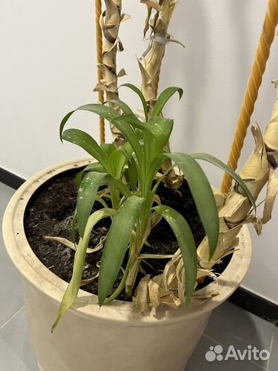 Гаршок для цветов большой,глиняный