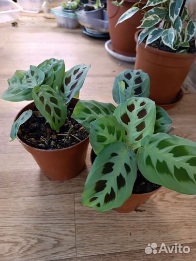 Маранта. Отводки