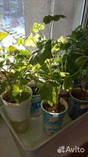 Пеларгонии сортовые много новинок