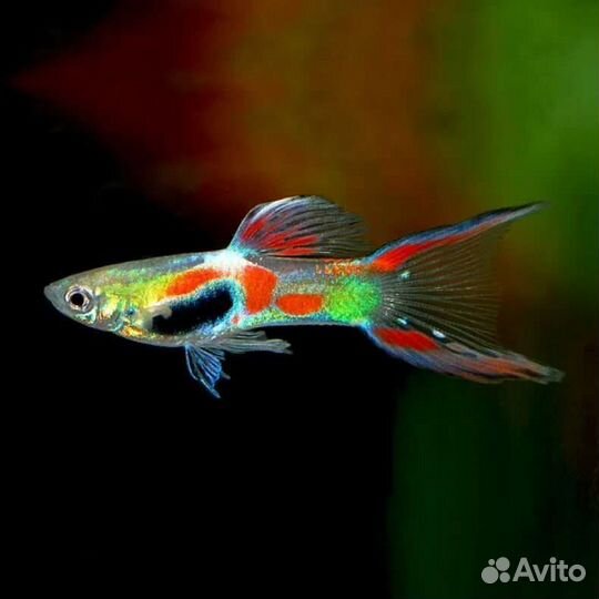 Улитки Хелен