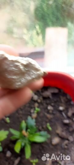 Ценный известковый камень минерал сувенир