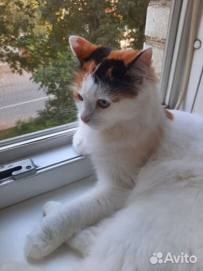 Отдам в добрые руки кошку стерилизованную