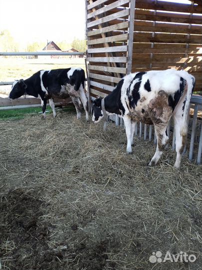 Продам телят