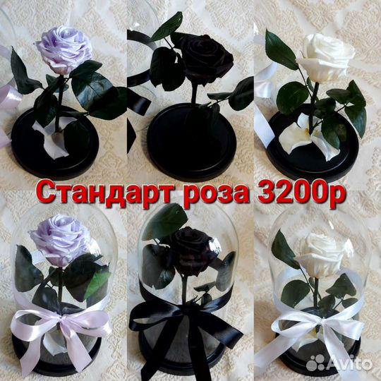 Живая роза в колбе