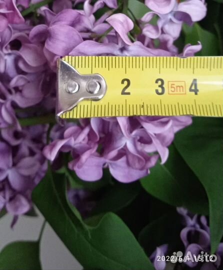 Садовые растения