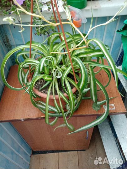 Хлорофитум